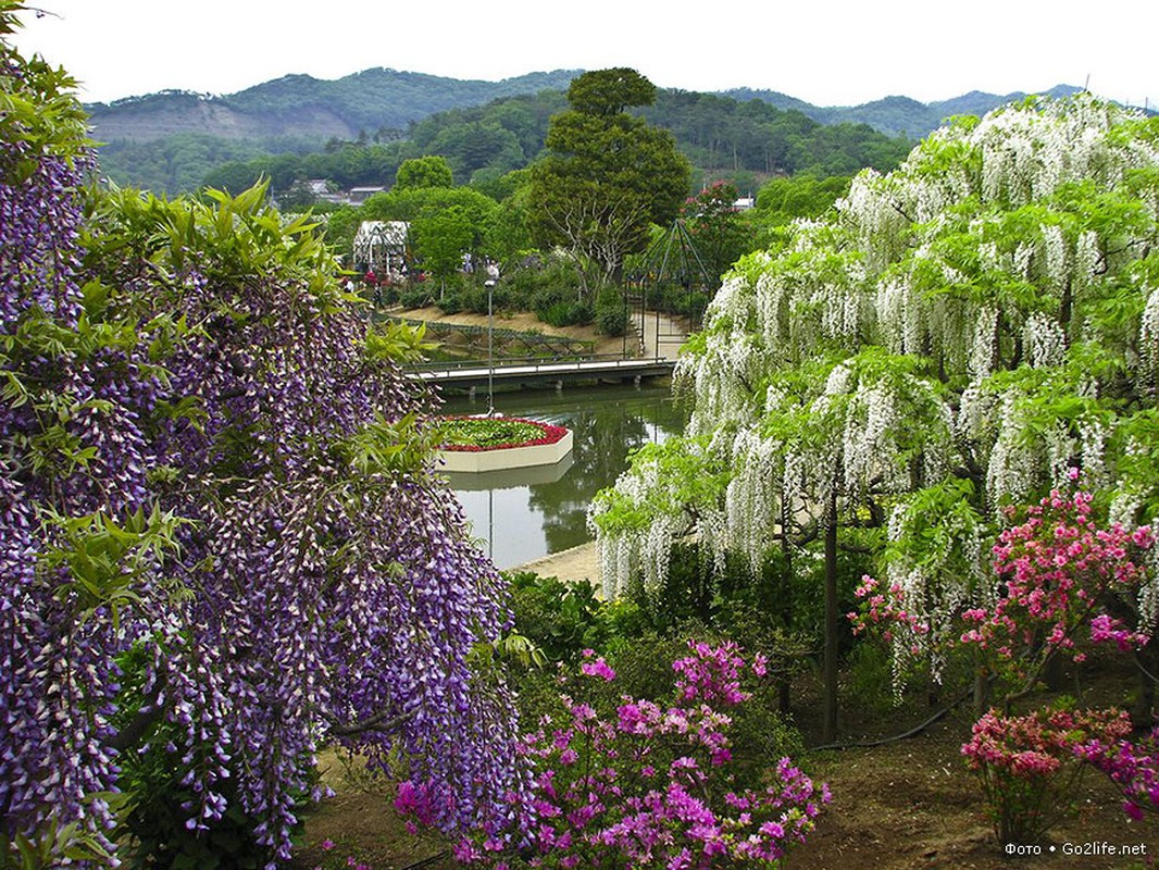 Me man ngam vuon  hoa tu dang o cong vien Ashikaga-Hinh-16